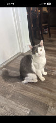 Lost Male Cat last seen Capistrano Elementary School , Modesto, CA 95354