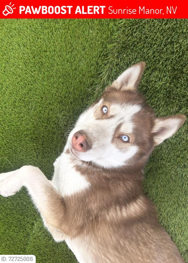 Lost Female Dog last seen Charleston & Nellis, Sunrise Manor, NV 89104