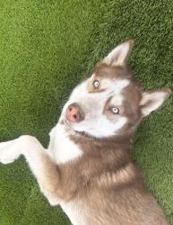 Lost Female Dog last seen Charleston & Nellis, Sunrise Manor, NV 89104