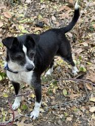 Found/Stray Unknown Dog last seen Callaghan Rd at Chunky’s , San Antonio, TX 78229