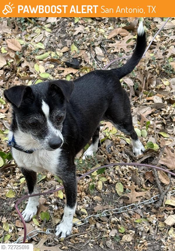 Found/Stray Unknown Dog last seen Callaghan Rd at Chunky’s , San Antonio, TX 78229