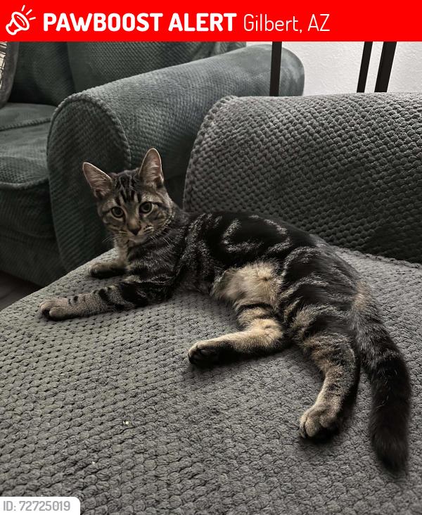Lost Male Cat last seen Pinto Dr Gilbert in Finley Farms, Gilbert, AZ 85296