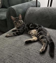 Lost Male Cat last seen Pinto Dr Gilbert in Finley Farms, Gilbert, AZ 85296