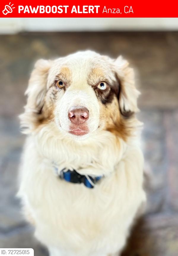 Lost Male Dog last seen Wellman and Terwilleger, Anza, CA 92539