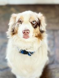 Lost Male Dog last seen Wellman and Terwilleger, Anza, CA 92539