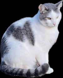 Lost Male Cat last seen Masa Ln , Happy Valley, OR 97086