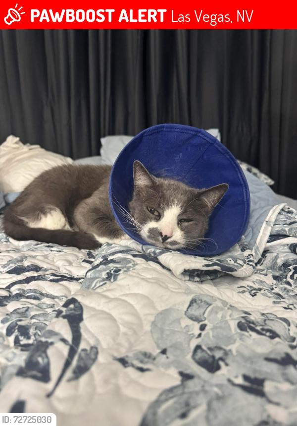Lost Male Cat last seen Oakey and Lindell , Las Vegas, NV 89146