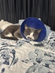 Lost Male Cat last seen Oakey and Lindell , Las Vegas, NV 89146