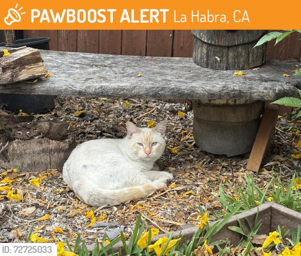 Found/Stray Unknown Cat last seen La Habra High School, La Habra, CA 90631