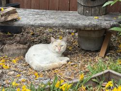 Found/Stray Unknown Cat last seen La Habra High School, La Habra, CA 90631