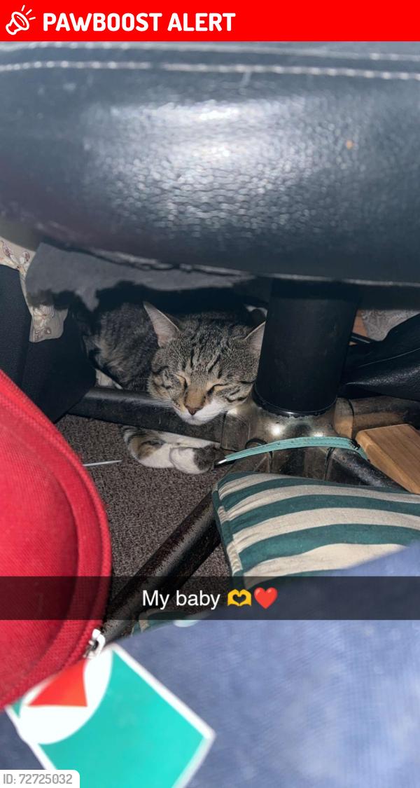 Lost Male Cat last seen Door of hope , South Launceston, TAS 7249