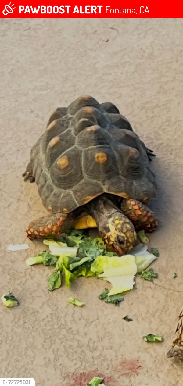Lost Female Reptile last seen Our hse is connected to the Sierra Lakes golf course and we are afraid the tortoise may have gone in there through the fence :(, Fontana, CA 92336