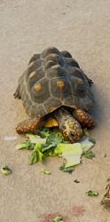 Lost Female Reptile last seen Our hse is connected to the Sierra Lakes golf course and we are afraid the tortoise may have gone in there through the fence :(, Fontana, CA 92336