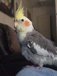 Lost Male Bird last seen Yayas Burgers and KFC, Huntington Park, CA 90255