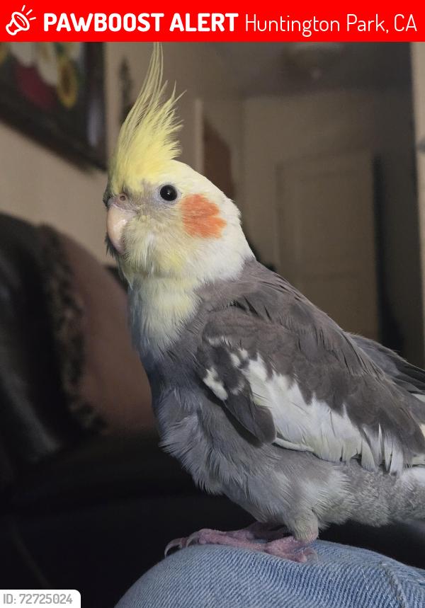 Lost Male Bird last seen Yayas Burgers and KFC, Huntington Park, CA 90255