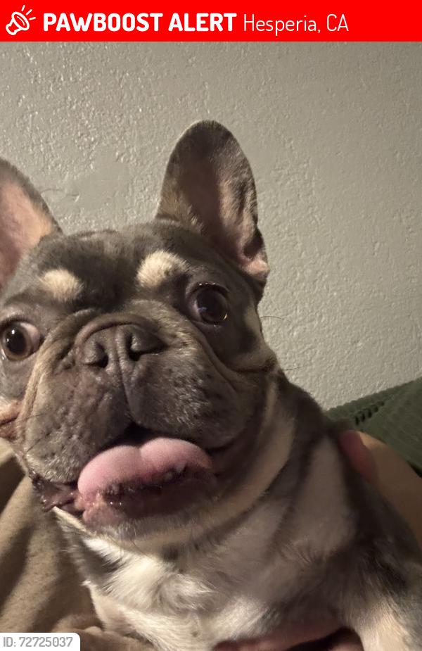 Lost Male Dog last seen Benicia St., Hesperia, CA 92345