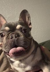 Lost Male Dog last seen Benicia St., Hesperia, CA 92345