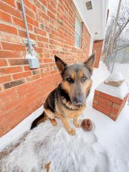 Lost Male Dog last seen , Oklahoma City, OK 73127