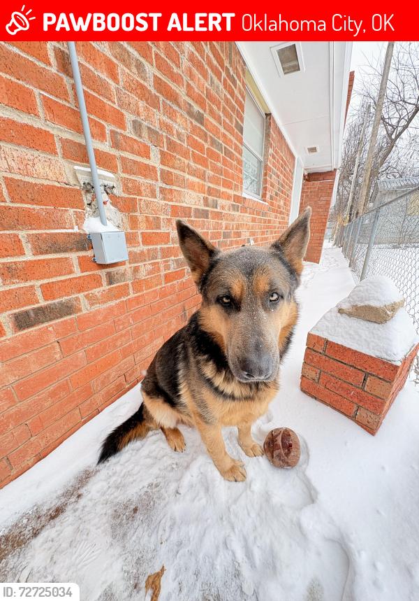Lost Male Dog last seen , Oklahoma City, OK 73127
