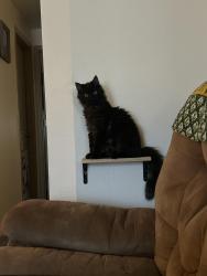 Lost Male Cat last seen Clayton Meadows Senior apmts, Albany, OR 97322