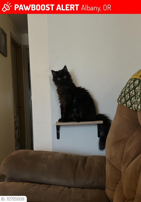 Lost Male Cat last seen Clayton Meadows Senior apmts, Albany, OR 97322