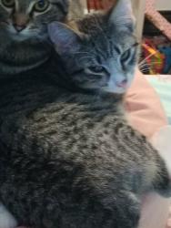 Lost Female Cat last seen Wendys, Oregon City, OR 97045