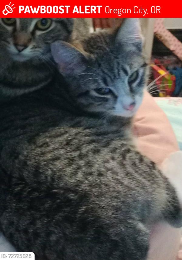 Lost Female Cat last seen Wendys, Oregon City, OR 97045