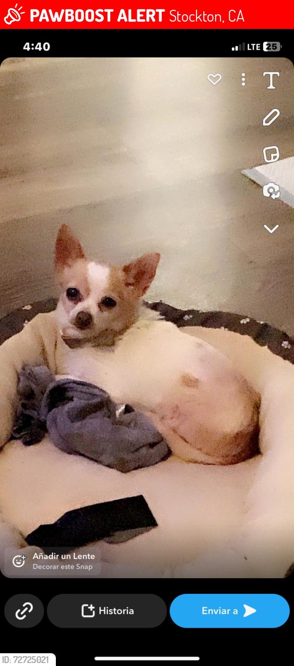 Lost Female Dog last seen Decatur Dr. and Bainbridge Pl., Stockton, CA 95209