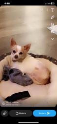 Lost Female Dog last seen Decatur Dr. and Bainbridge Pl., Stockton, CA 95209