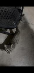 Found/Stray Unknown Cat last seen Marion & bonanza, Las Vegas, NV 89110