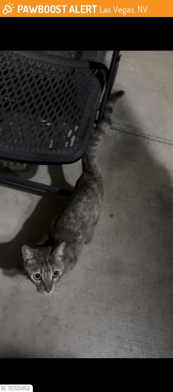 Found/Stray Unknown Cat last seen Marion & bonanza, Las Vegas, NV 89110