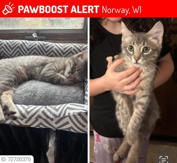 Lost Male Cat last seen  7 mile and East Windlake Road , Norway, WI 53150