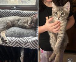Lost Male Cat last seen  7 mile and East Windlake Road , Norway, WI 53150