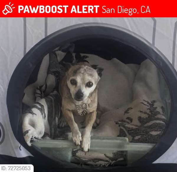 Lost Female Dog last seen Parkcreek Court and Parkbrook St, San Diego, CA 92114