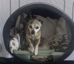 Lost Female Dog last seen Parkcreek Court and Parkbrook St, San Diego, CA 92114