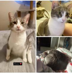 Lost Female Cat last seen Punchbowl - Auwaiolimu st , Honolulu, HI 96813