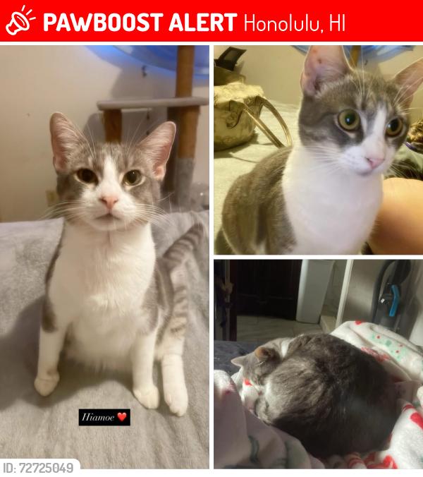 Lost Female Cat last seen Punchbowl - Auwaiolimu st , Honolulu, HI 96813