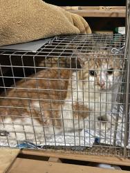 Found/Stray Unknown Cat last seen Kernersville Library, Kernersville, NC 27284