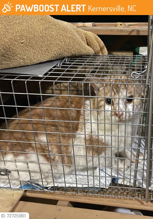Found/Stray Unknown Cat last seen Kernersville Library, Kernersville, NC 27284