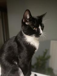 Lost Male Cat last seen Wiley Street, spr, Brentwood, NY 11717