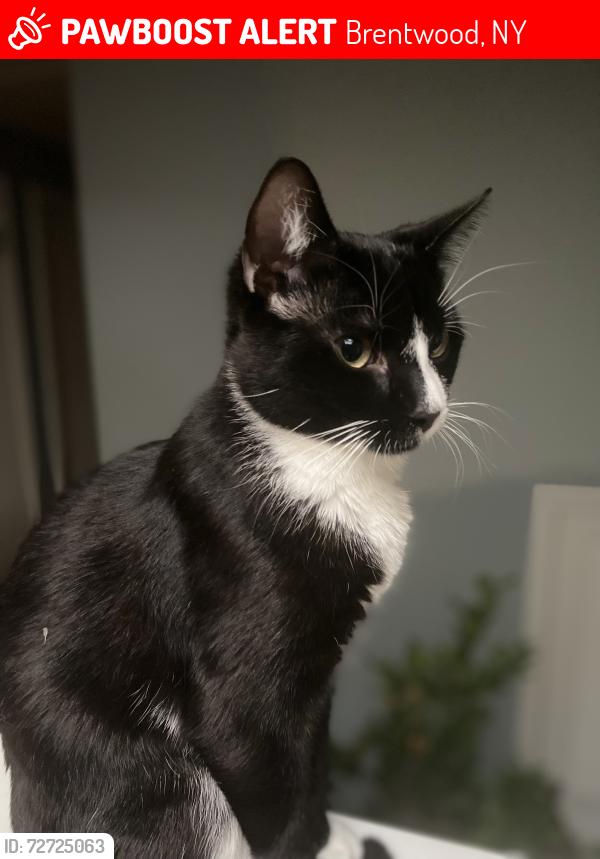 Lost Male Cat last seen Wiley Street, spr, Brentwood, NY 11717