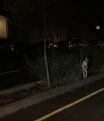Found/Stray Unknown Dog last seen Bethel Lutheran Church, San Francisco, CA 94112