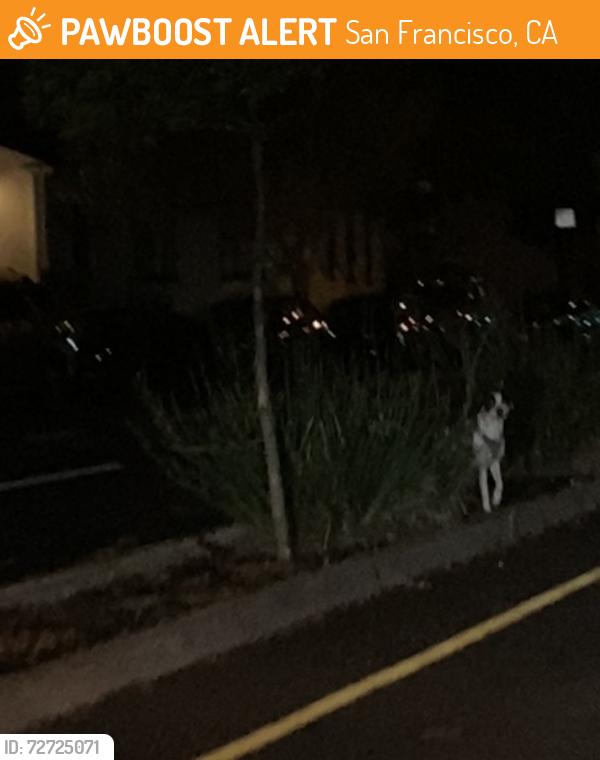 Found/Stray Unknown Dog last seen Bethel Lutheran Church, San Francisco, CA 94112