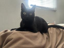 Lost Female Cat last seen Near Vista Village Drive, Vista, CA 92083
