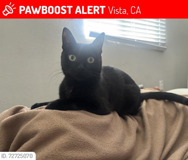 Lost Female Cat last seen Near Vista Village Drive, Vista, CA 92083