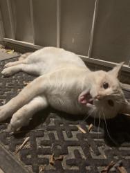 Lost Male Cat last seen Mount Vernon st, Lemon Grove, CA 91945