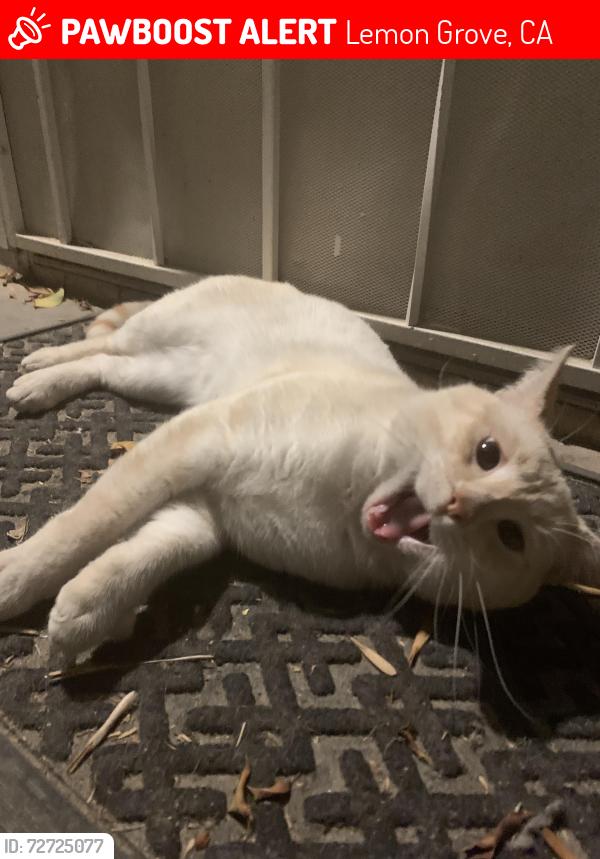 Lost Male Cat last seen Mount Vernon st, Lemon Grove, CA 91945