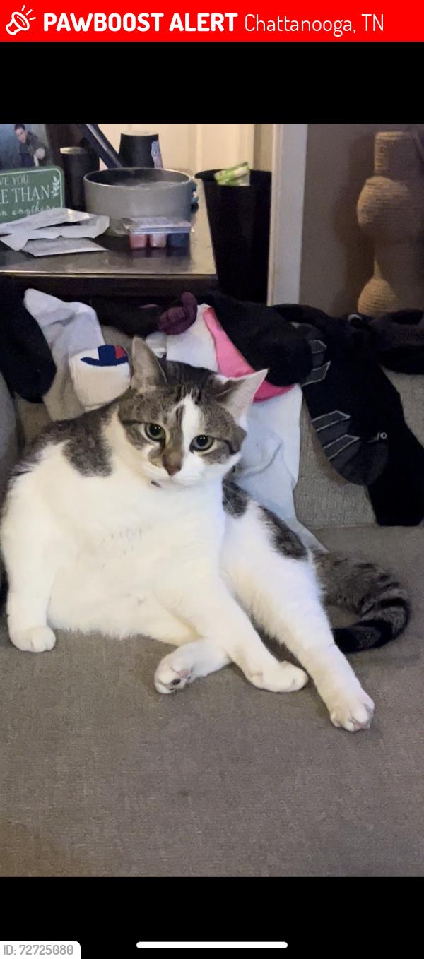Lost Female Cat last seen Graysville Rd and Foster, Chattanooga, TN 37421