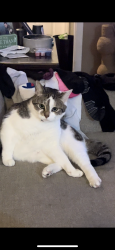 Lost Female Cat last seen Graysville Rd and Foster, Chattanooga, TN 37421