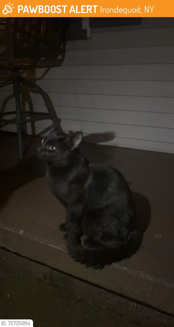 Found/Stray Male Cat last seen Orchard park blvd, Irondequoit, NY 14622